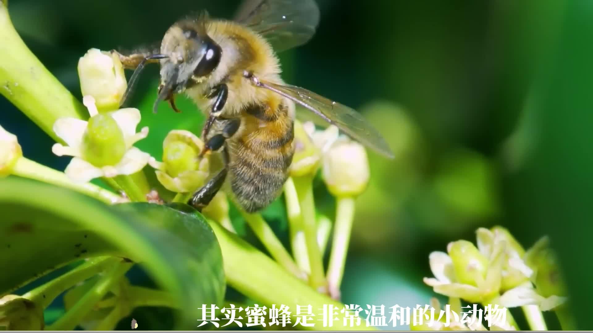 为什么招蜜蜂