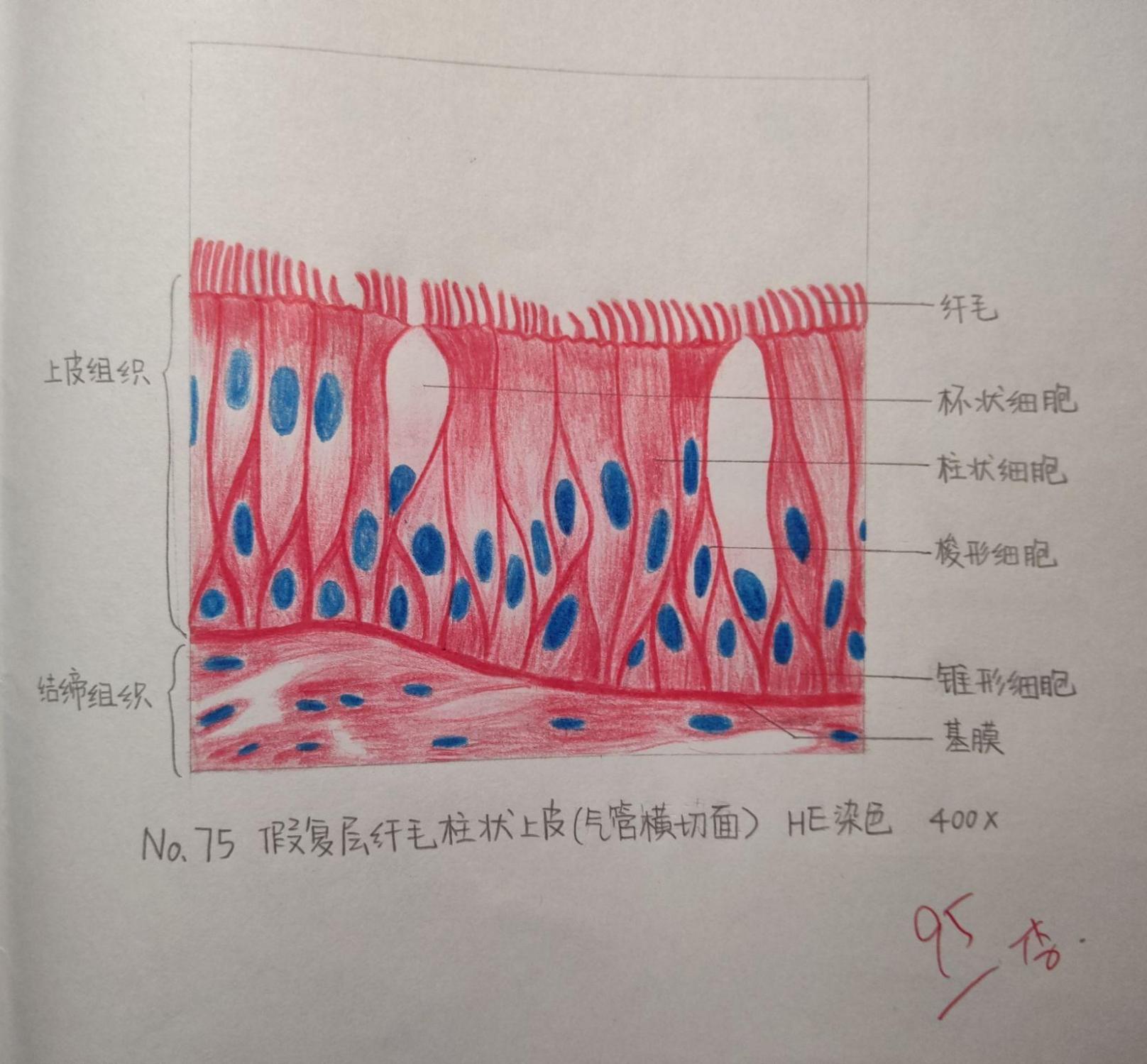 单层扁平上皮简图图片