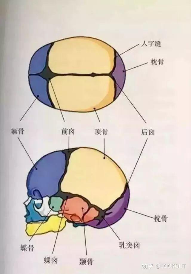 宝宝前卤门什么时候闭合? - 知乎