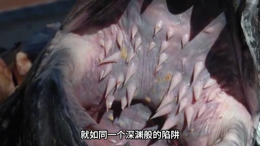 地球上最恐怖的四张血盆大口每一个都能惊掉你的下巴