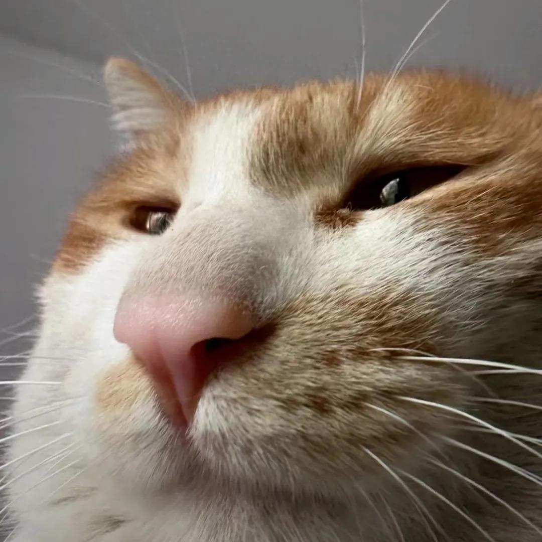 有哪些可爱或者搞怪的头像?