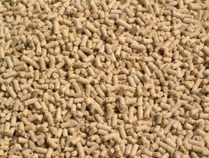 蛋白桑可以给肉鸡做饲料吗