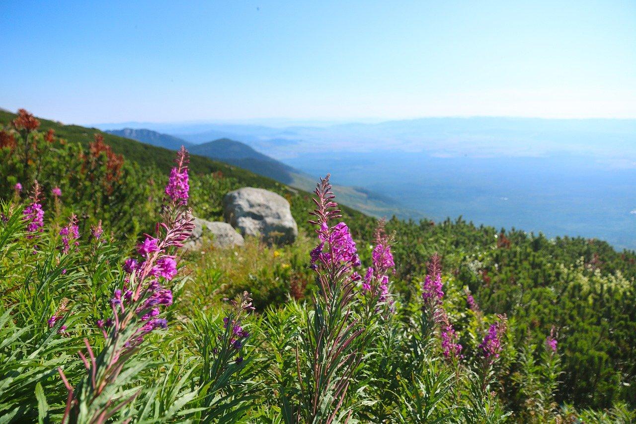 嘉兴薰衣草花海在哪里