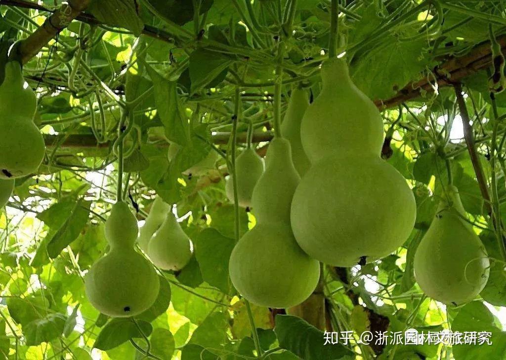 陈博士说园林｜“壶中天地”——葫芦神话衍生的园林模式（上） - 知乎