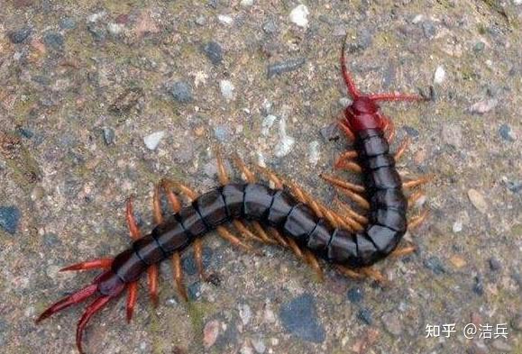 如何分辨马陆,蜈蚣,蚰蜒? - 知乎