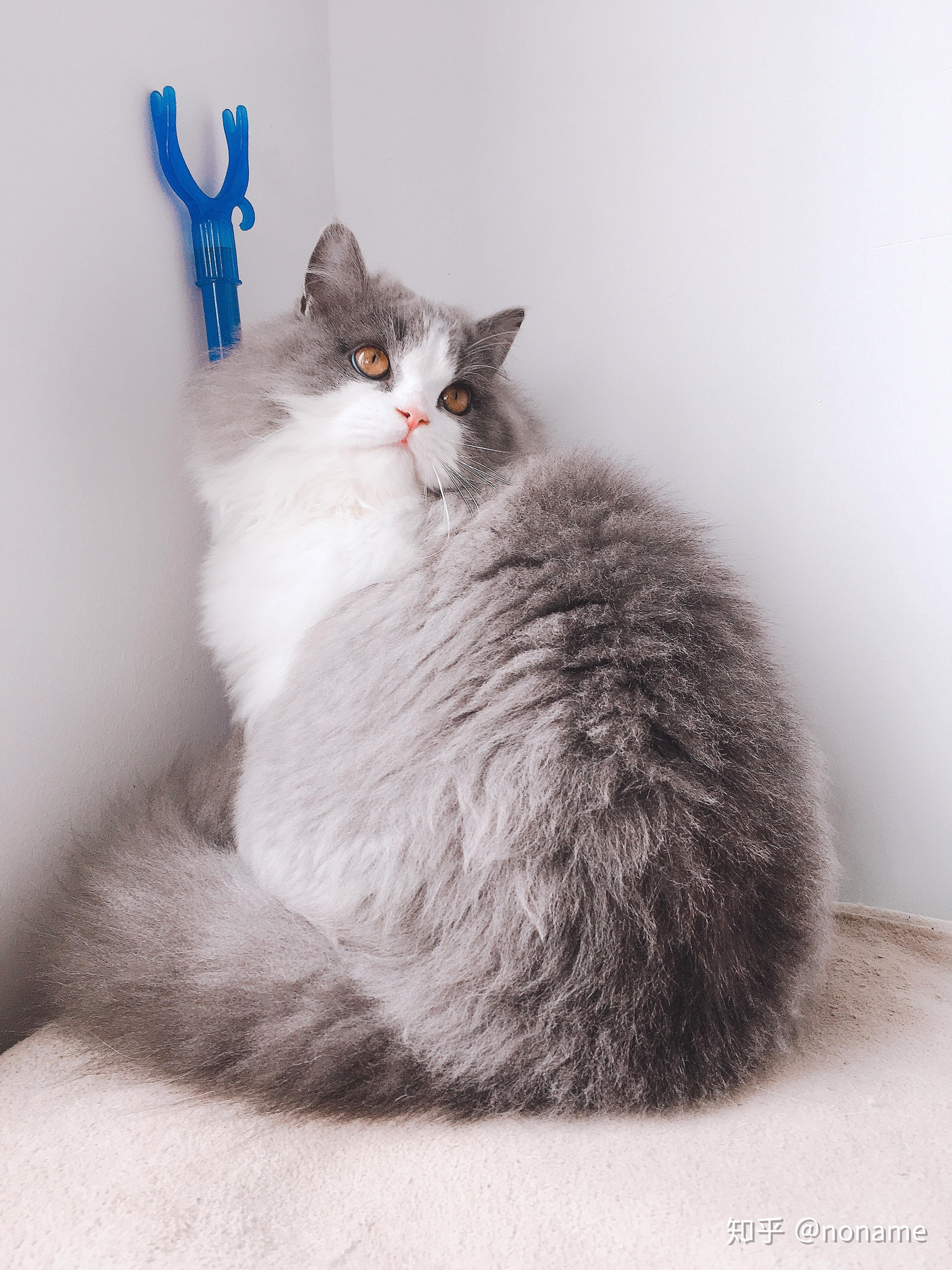 养高地猫是什么样的体验?