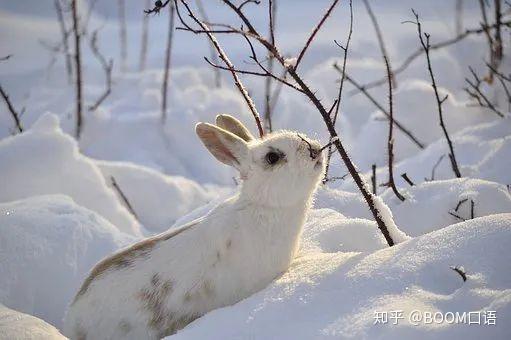 原来真的是“玉兔”接“嫦娥”来了,玉兔英语怎么说? - 知乎