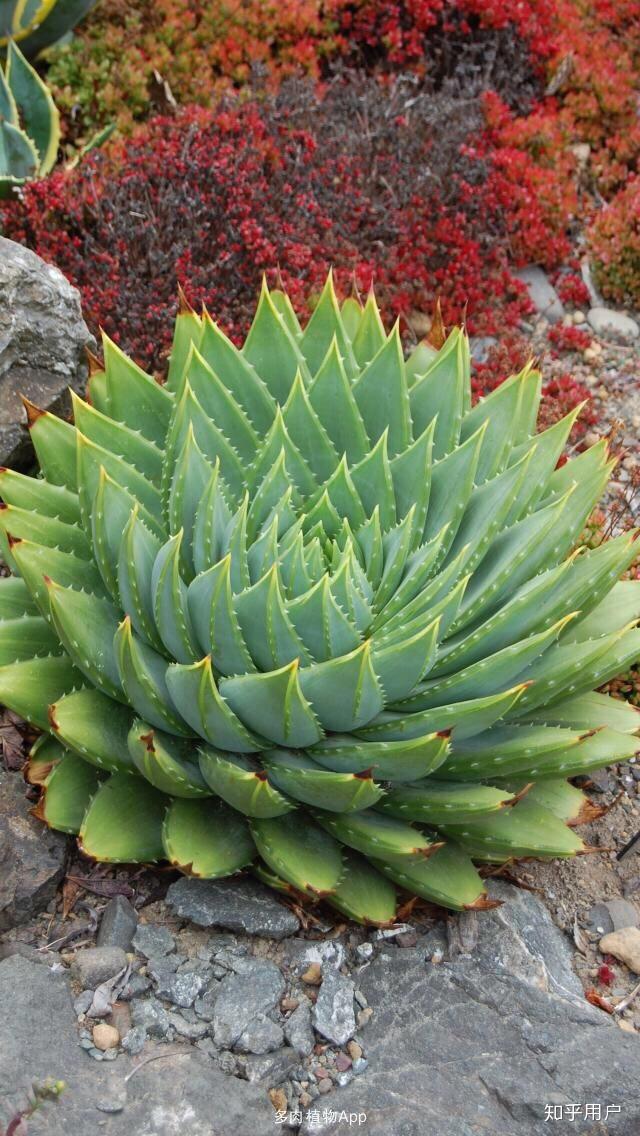 有哪些罕见又美妙的植物? - 知乎