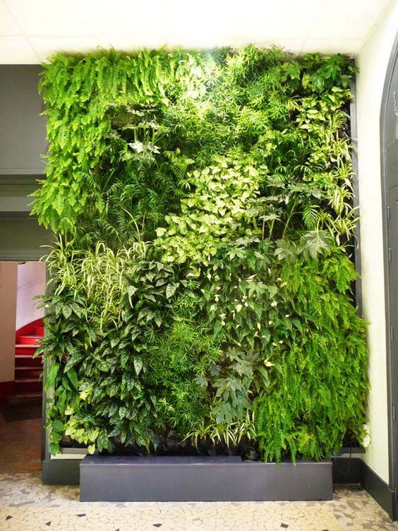 爬藤类植物墙也能用于室内