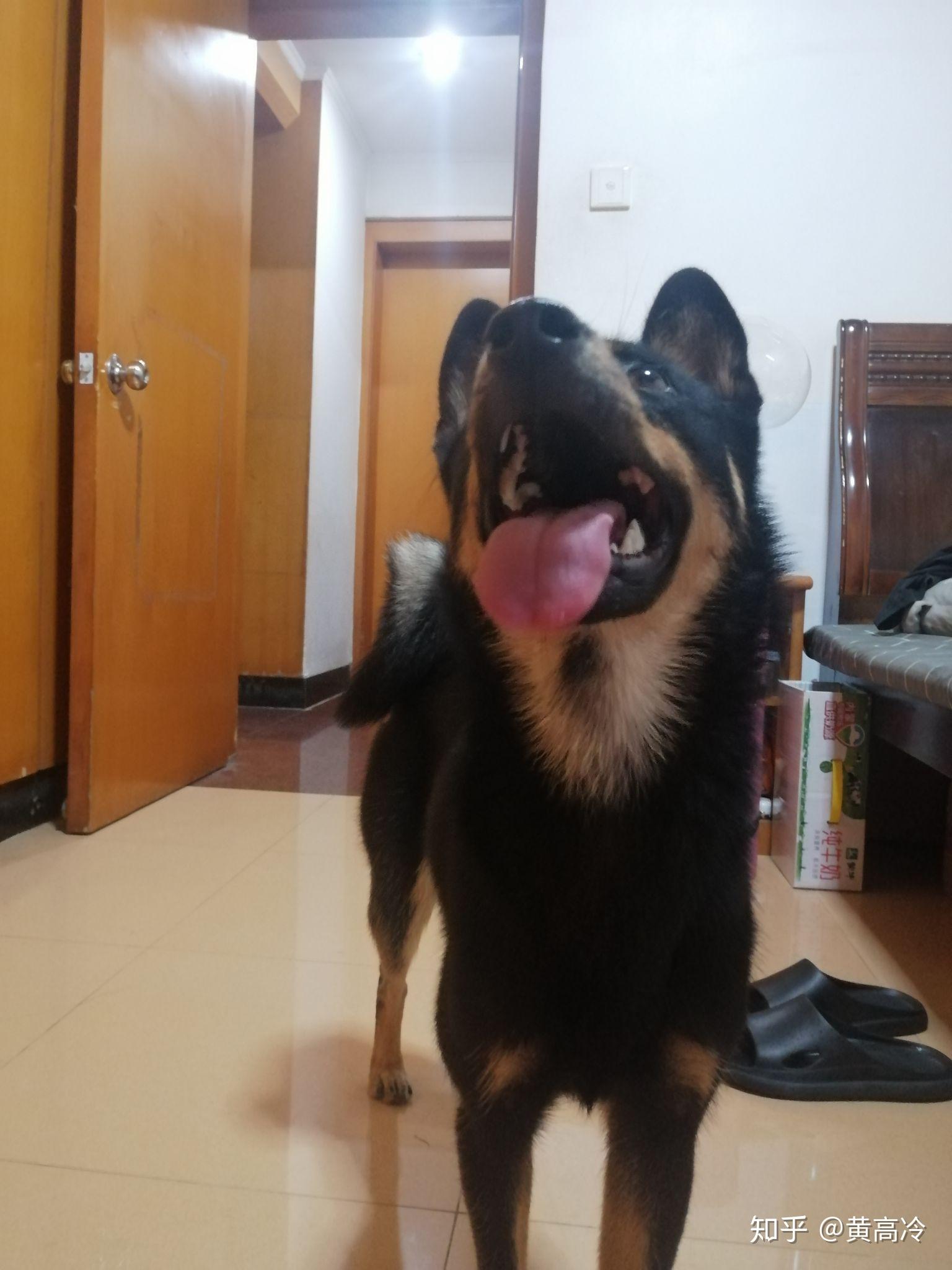 如何挑选四眼铁包金铁包银田园犬