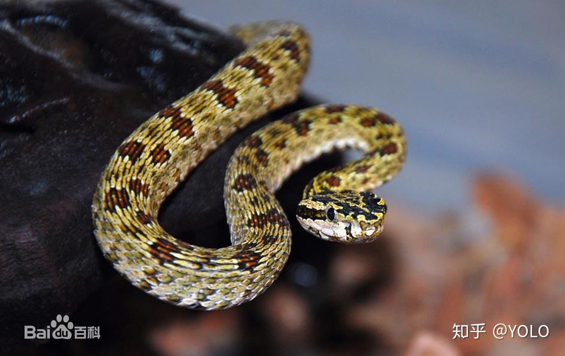 河南有什么品种的蛇?