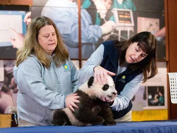 为什么中国外交总爱派大熊猫出场外国人真的特别喜欢大熊猫吗