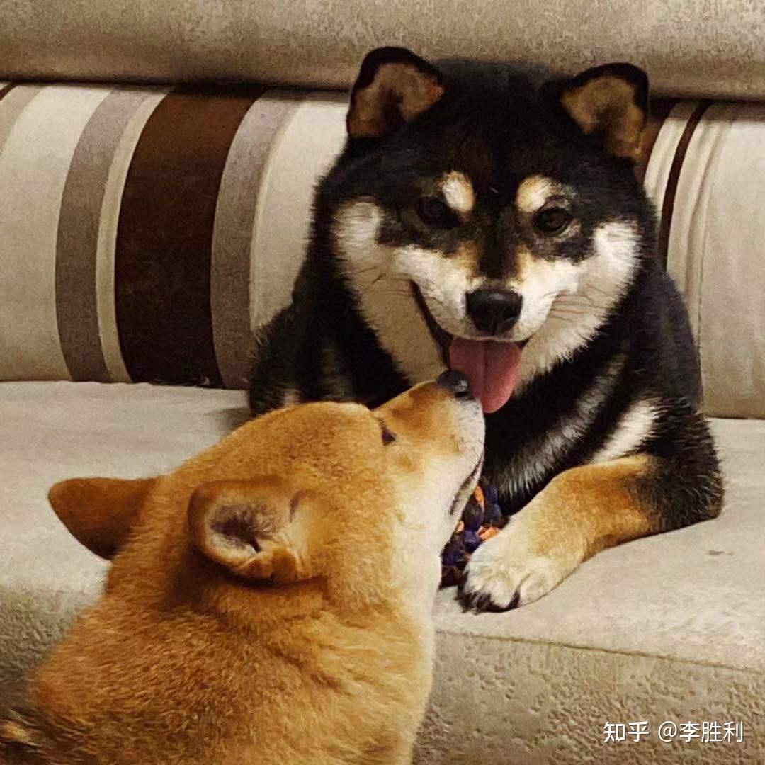 想养一只柴犬纠结黑柴还是黄柴