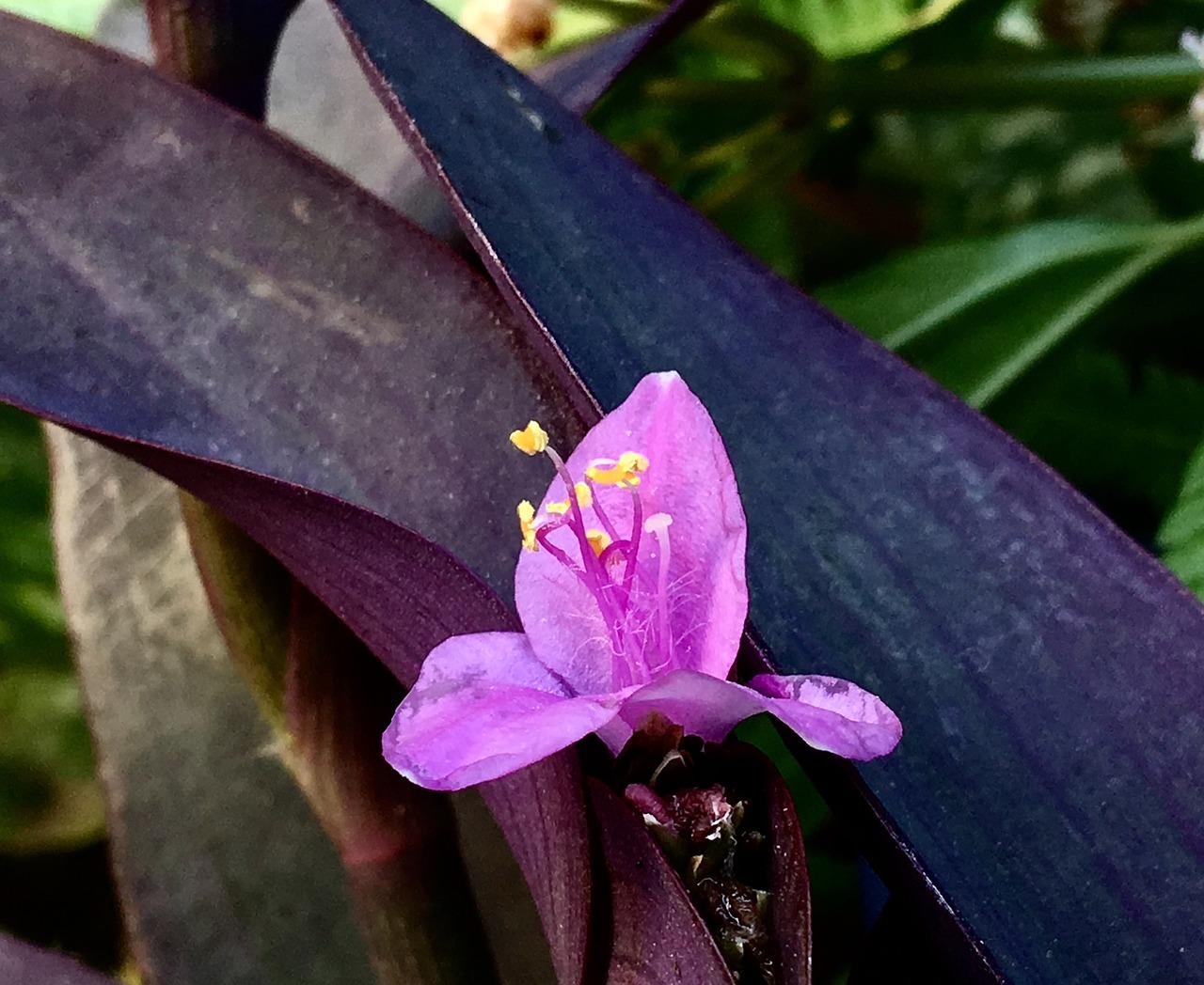 2. 珍珠梅市场价