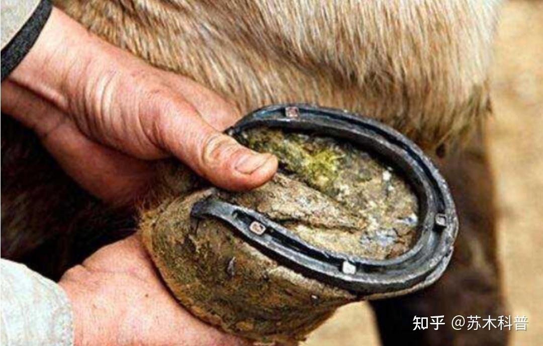 为什么要给马钉马掌，铁钉牢牢钉在马蹄上，马不疼吗？ - 知乎