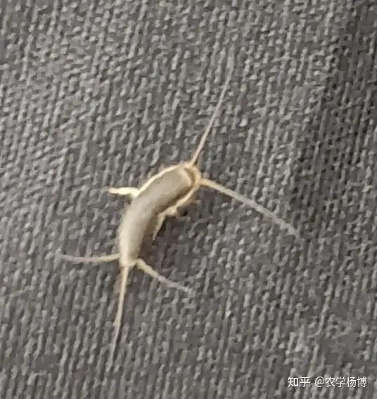 金色的虫子,很小,小到手机拍照不聚焦,在洗手盆发现的,这是什么虫呀?