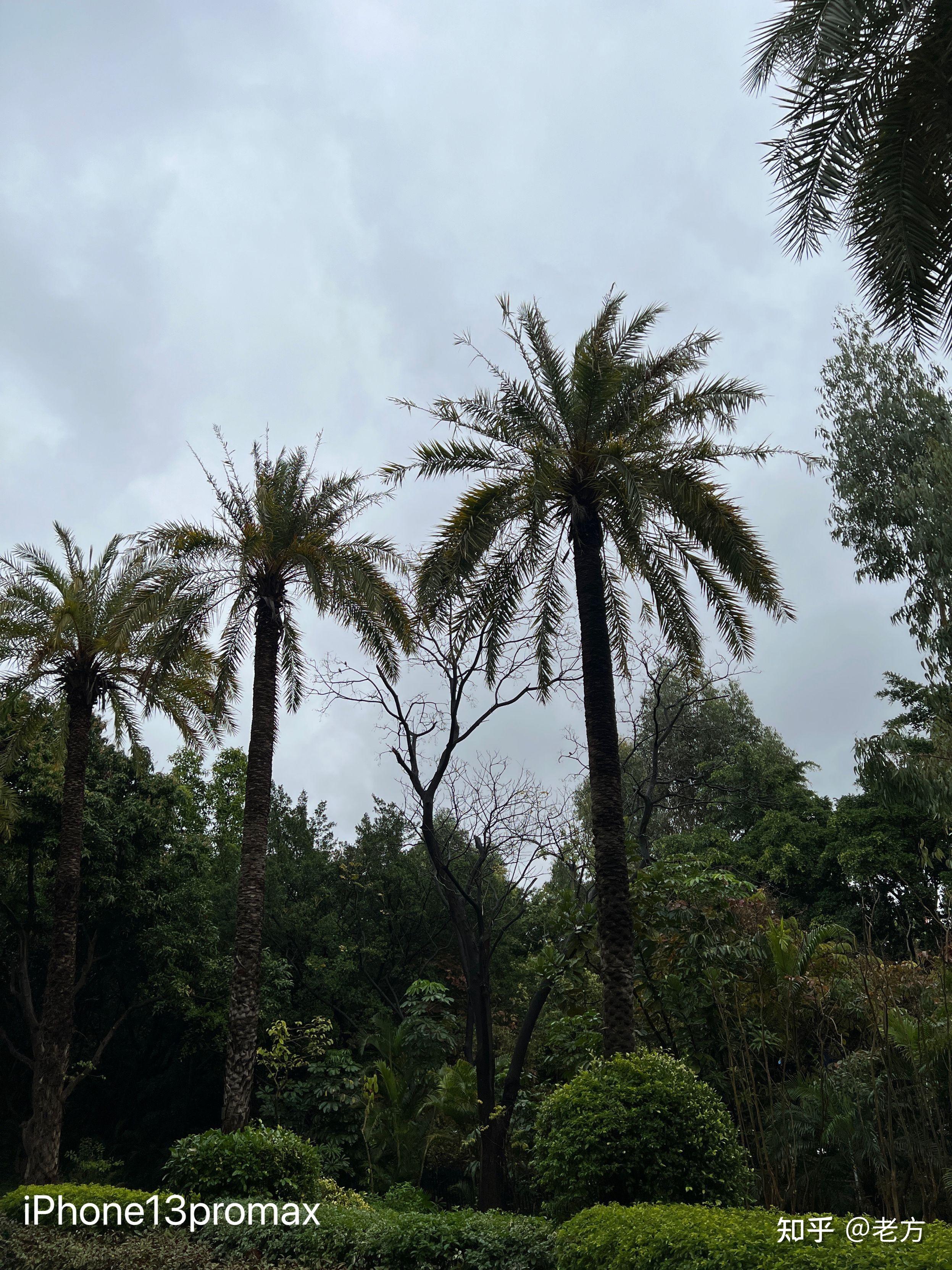 收購iPhone13Promax