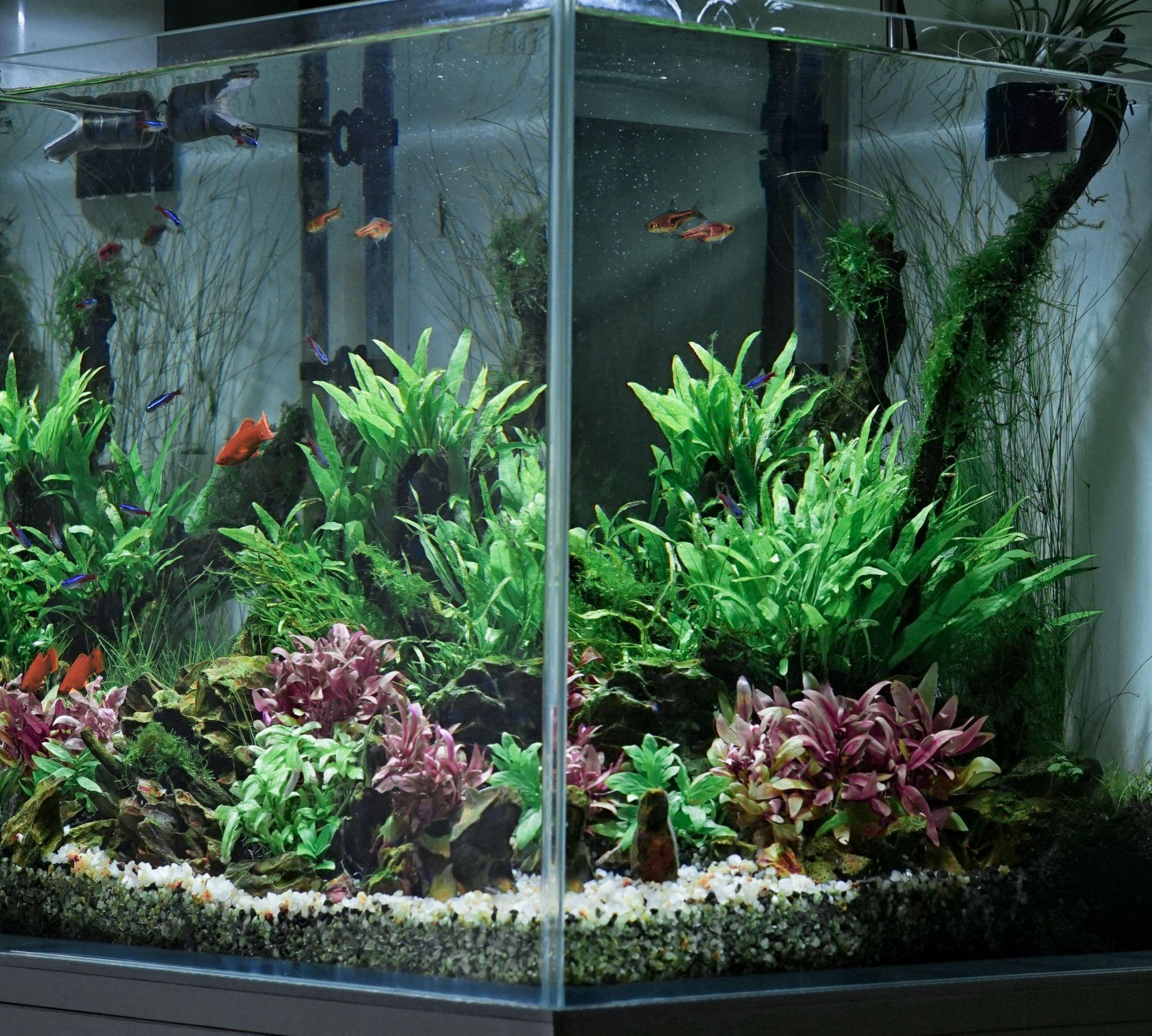 鱼缸草缸里出现白色菌点是什么