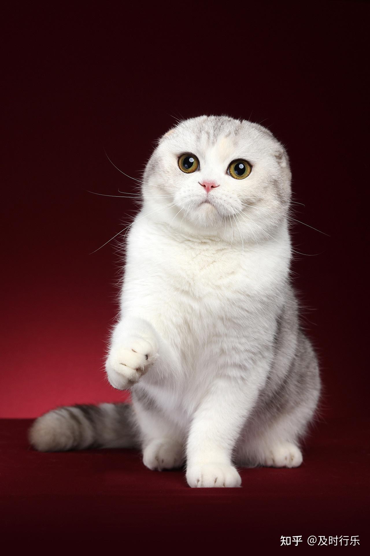 这是苏格兰高地折耳立耳猫吗