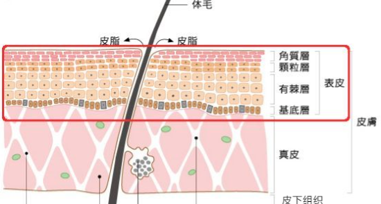皮肤有多少层 知乎