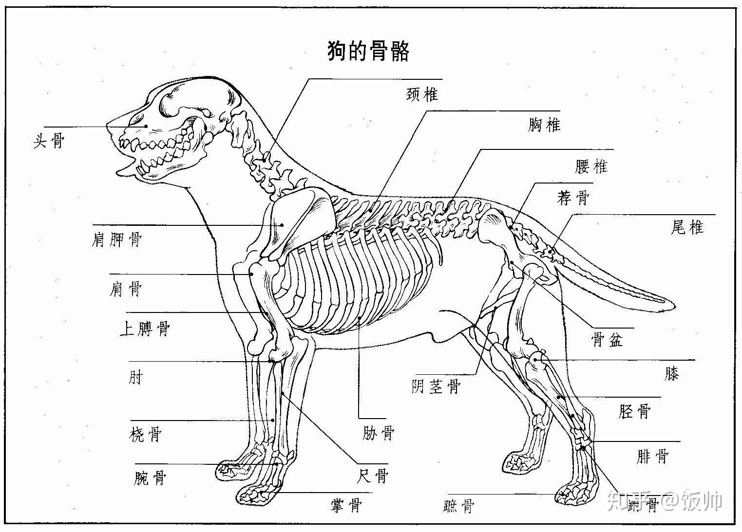 犬跗关节在哪图片图片