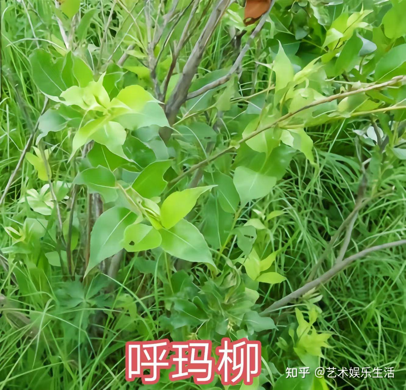 杨柳科植物有哪些 - 知乎