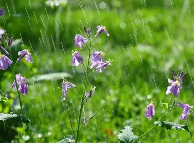 美文美图(周延锋):姑娘你是美丽的雨中花,雨停后更美的幸福花 - 知乎