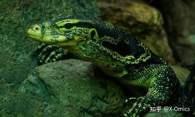 「五爪金龙」圆鼻巨蜥现身云南,其唾液含剧毒,寿命可达 150 年是真的