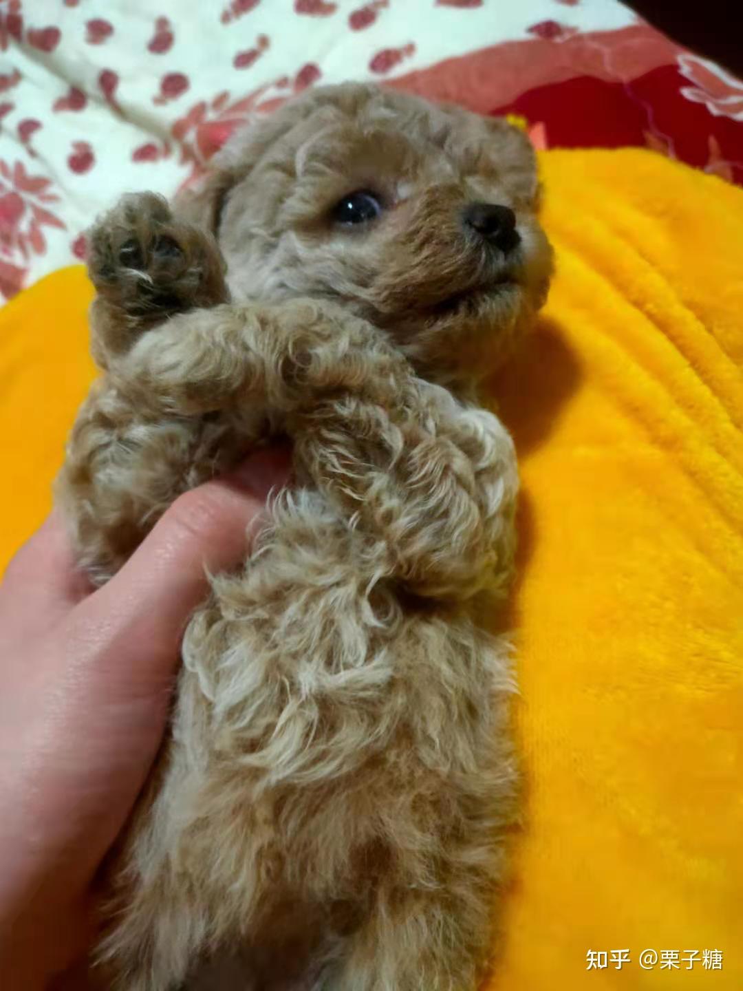 白色比熊跟棕色泰迪会串出什么样的狗?