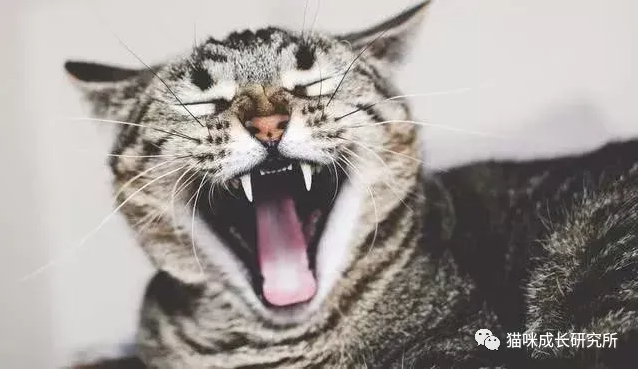 不会吧不会吧...不会真的有人20多岁还没有猫吧！常见几款猫咪品种介绍，总有一款让你心动！ - 知乎