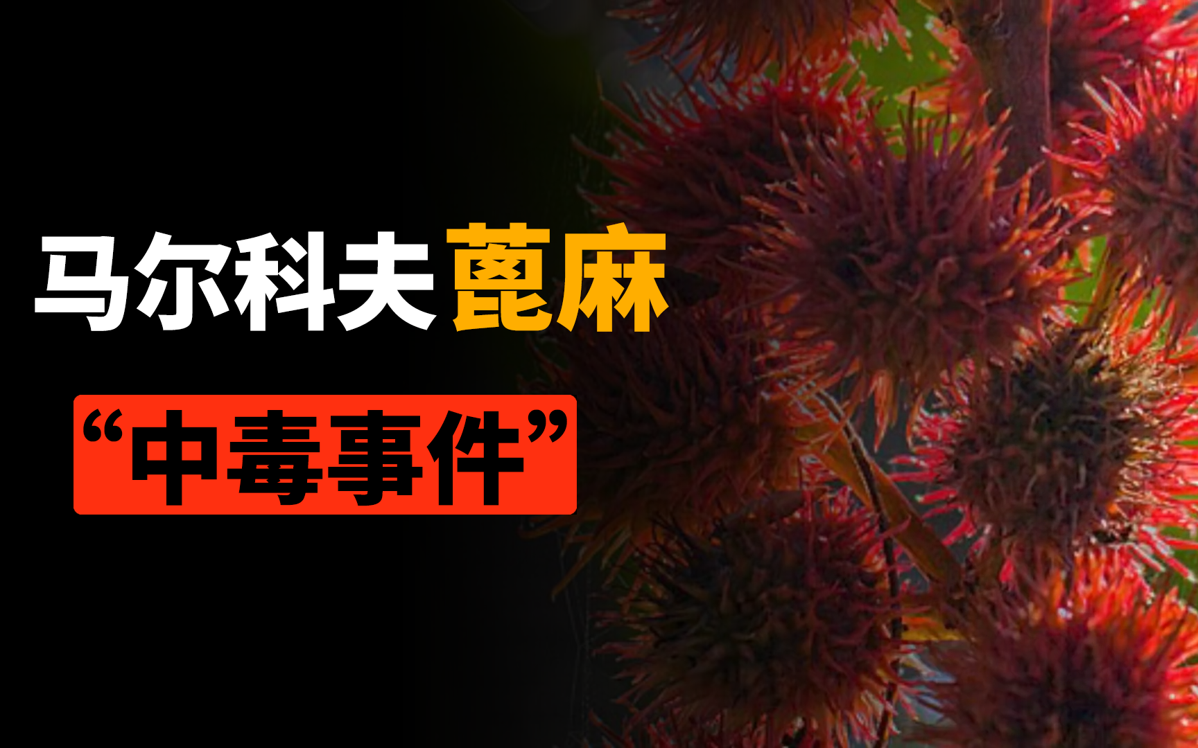 为什么口服蓖麻蛋白也会中毒?