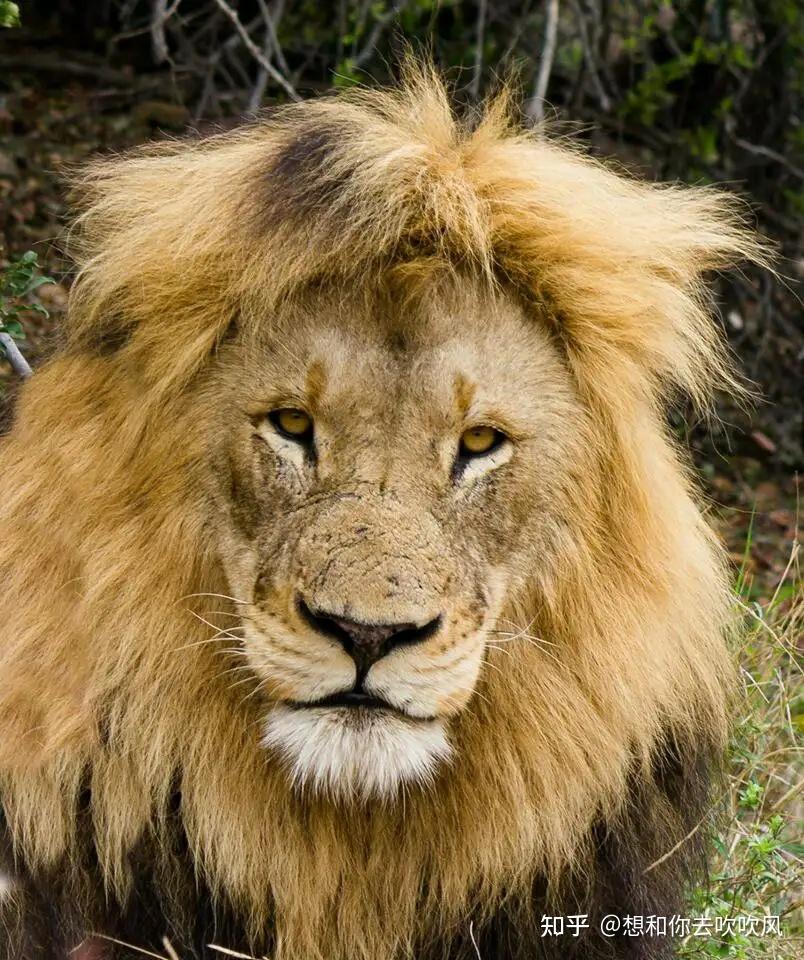 广州动物园狮子留了个齐刘海,工作人员「它自己打理的,我们不敢剪」