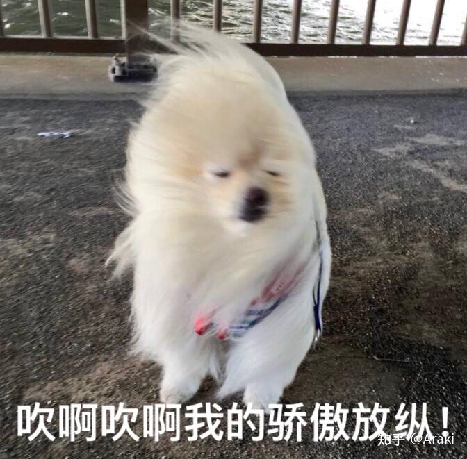 用一个表情包形容青岛入冬的大风,你会怎么选?