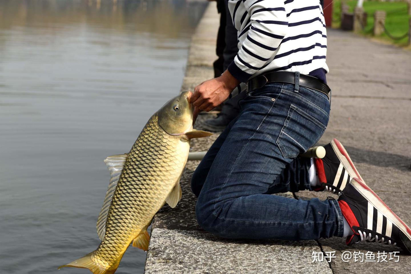 野生大鱼进窝以后是如何吃饵的？野生大鱼吃饵的5个规律- 知乎