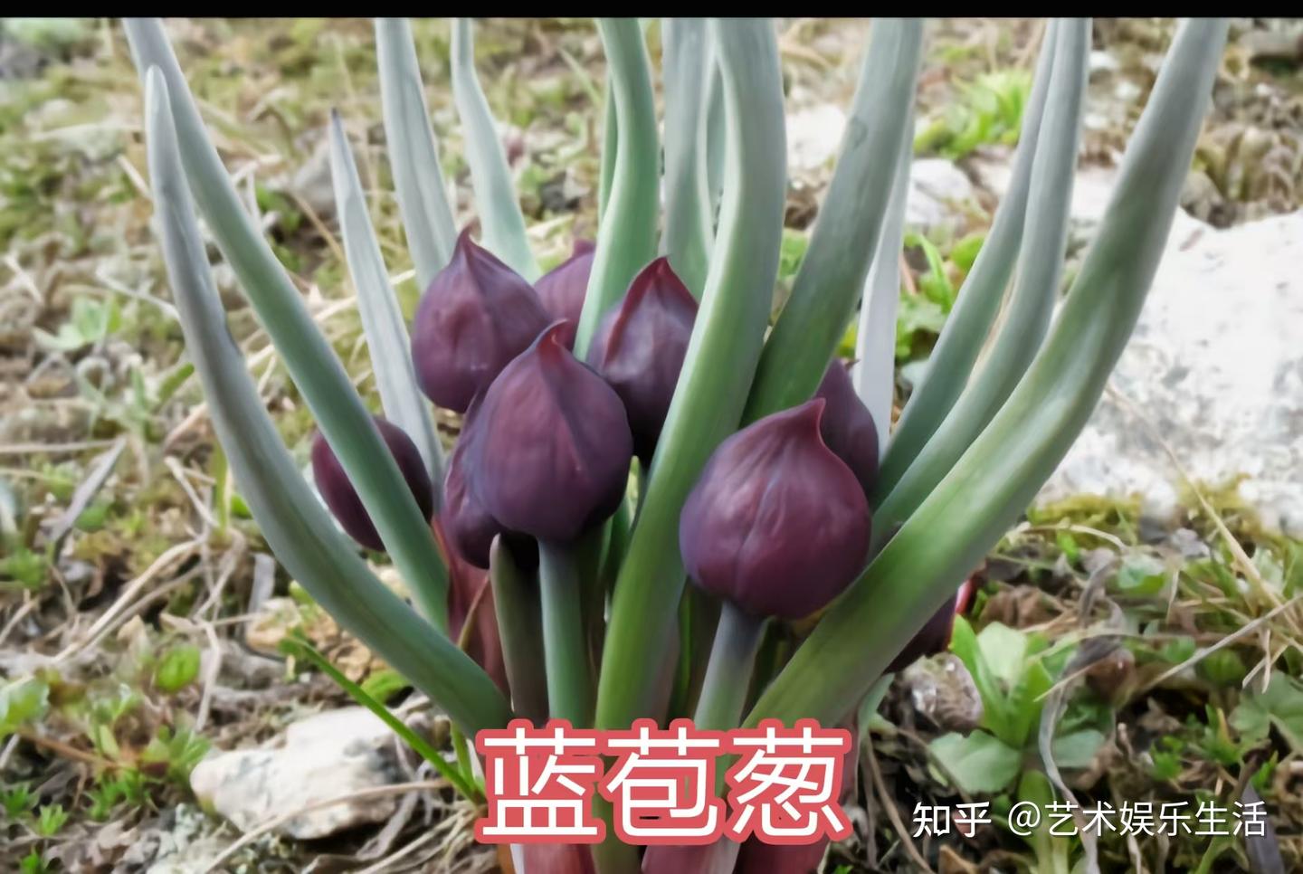 36种葱属的植物,常吃的葱蒜韭菜都是葱属植物 - 知乎