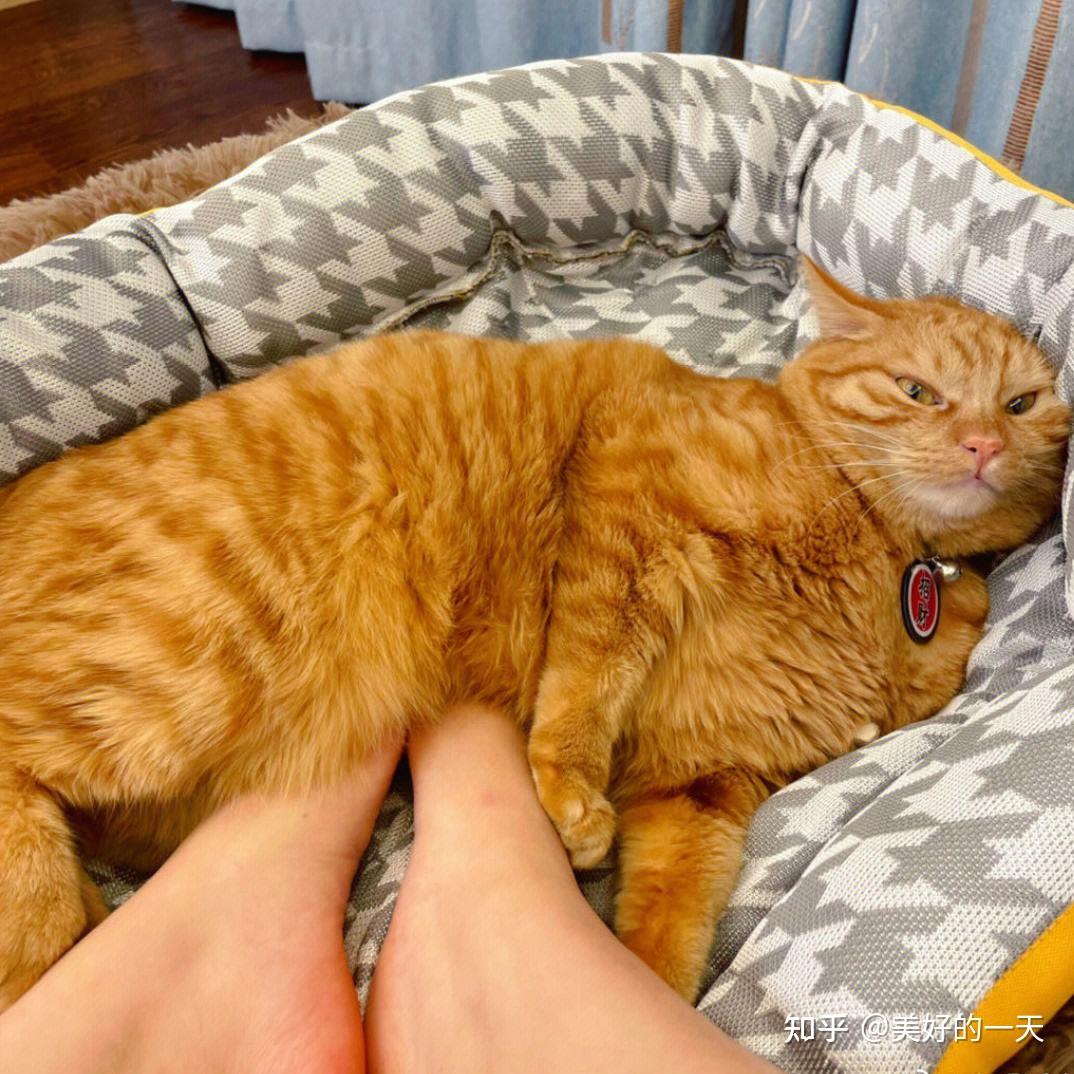 原来“养猫”和“不养猫”的人,过的是完全不一样的人生! - 知乎