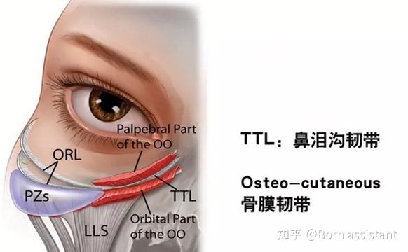 面部拨筋教程可以改善印第安纹吗？去除印第安纹仅需做到这一步 - 知乎