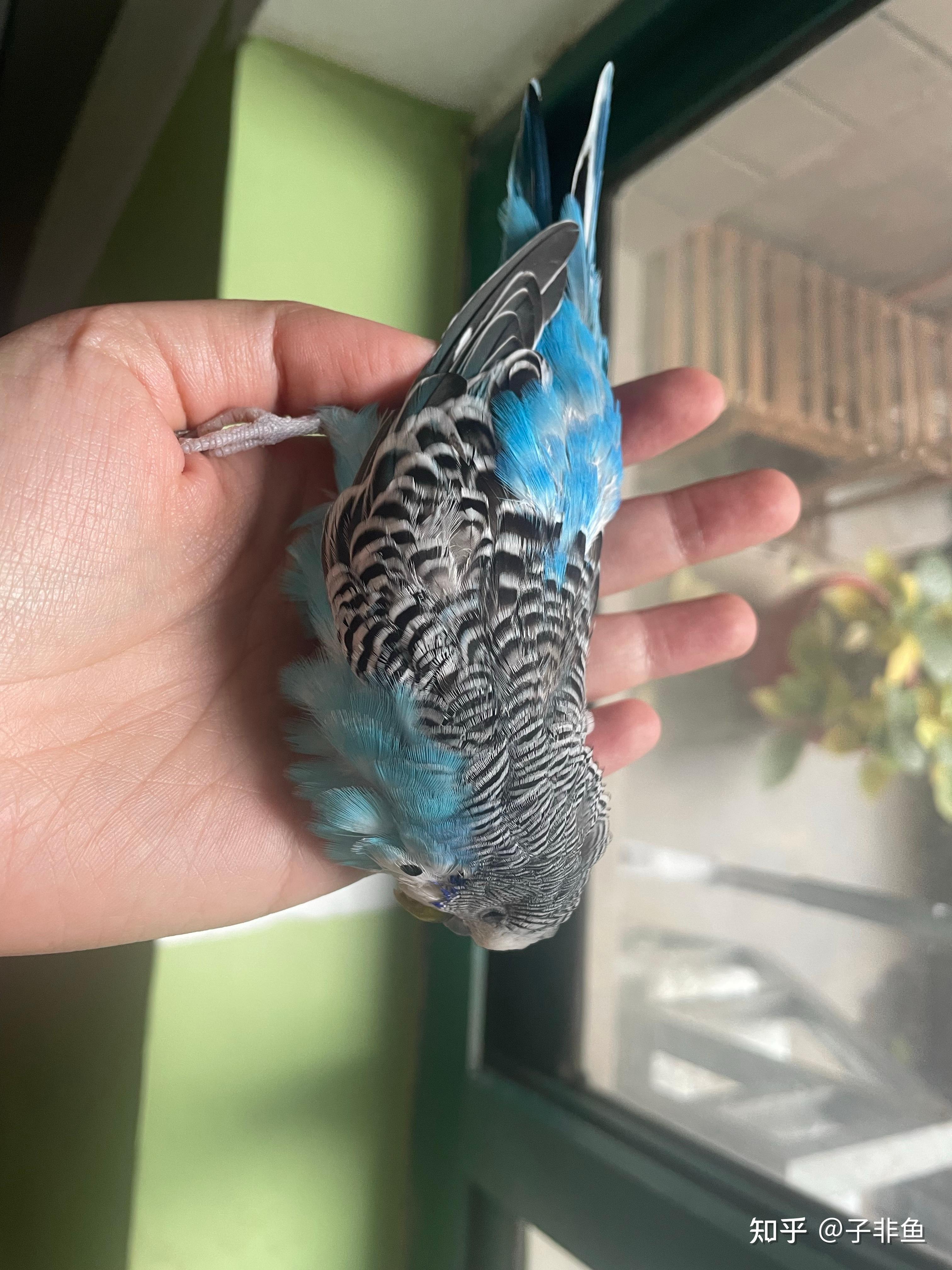 你们养过的鹦鹉都是怎么死的