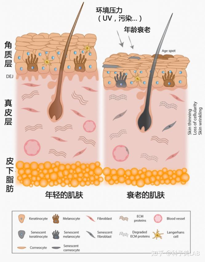 UCLA 发育生物学家William Lowry 揭示皮肤老化的生理机制 - 知乎