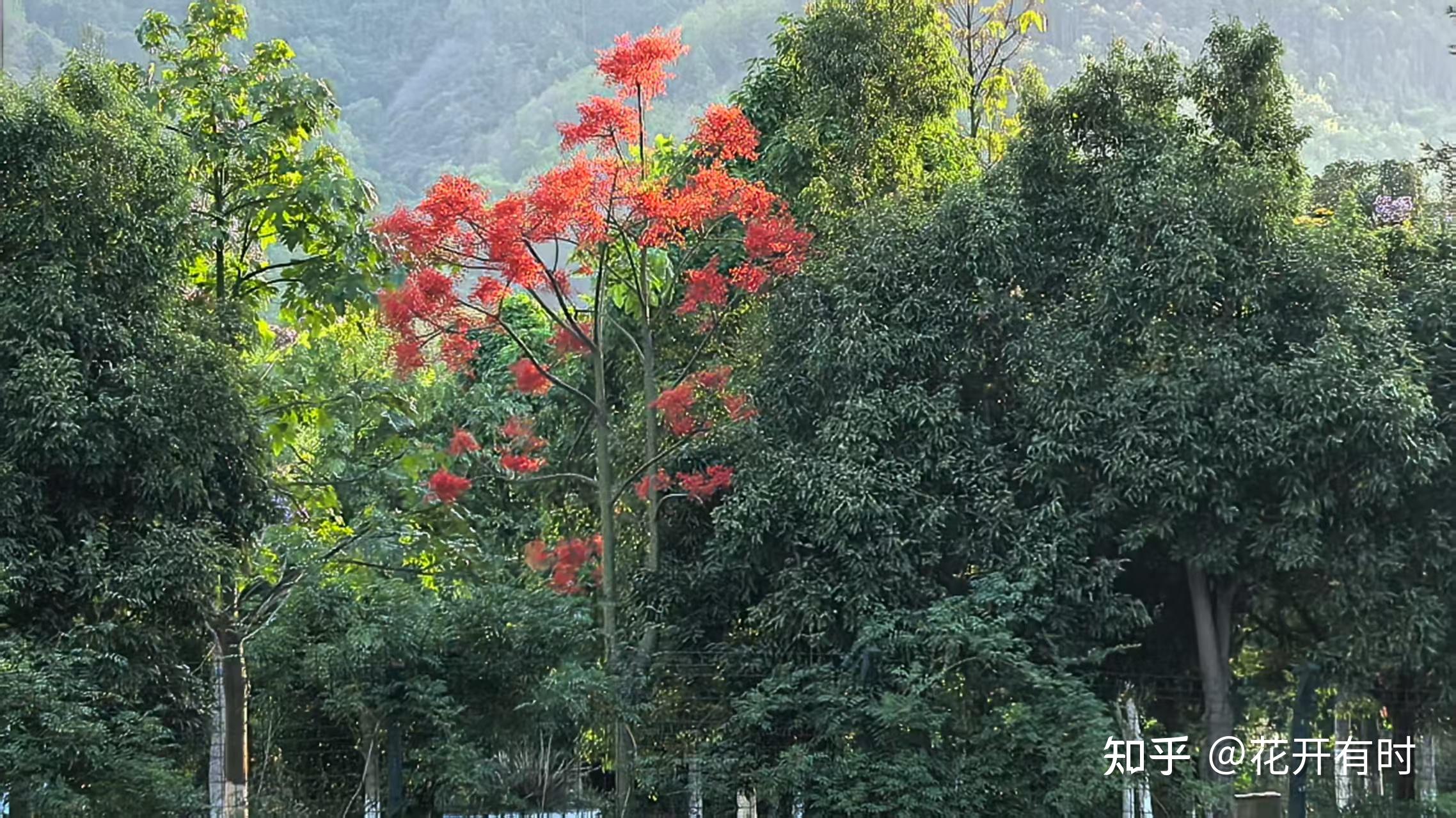 《红得通透的槭叶瓶干树花朵》 - 知乎