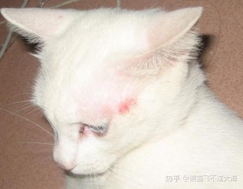 猫反复长猫癣怎么办? - 知乎