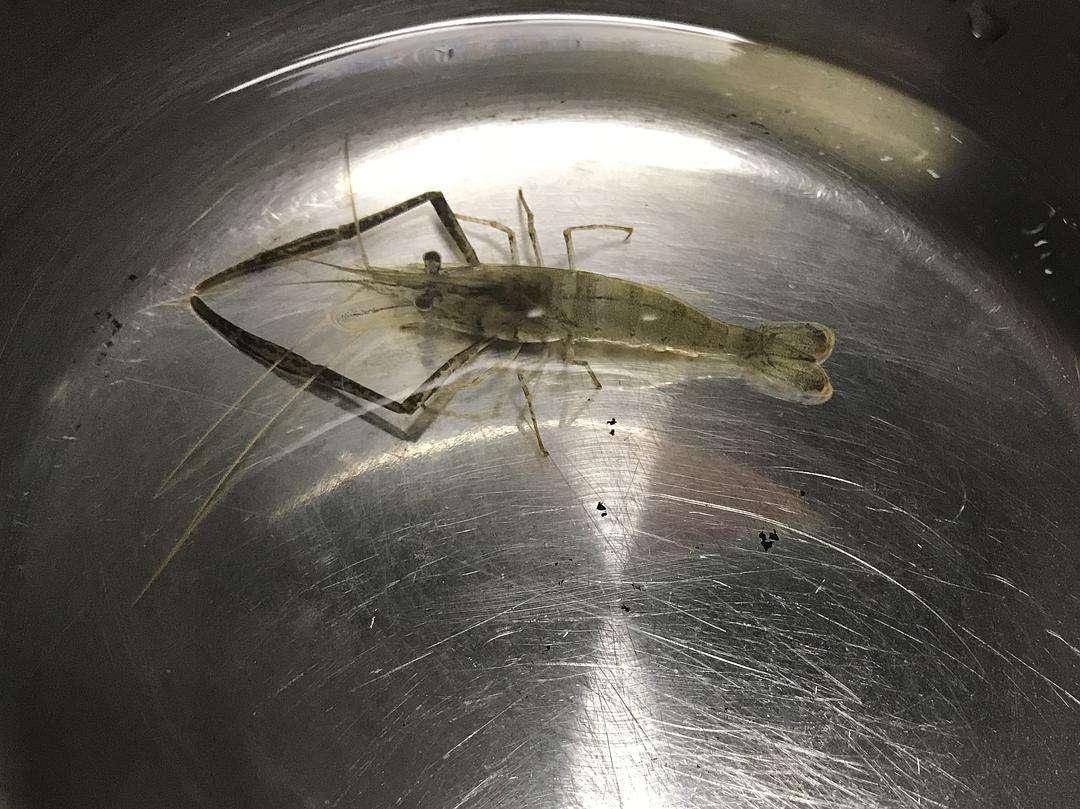 有人知道这种虾是什么虾吗