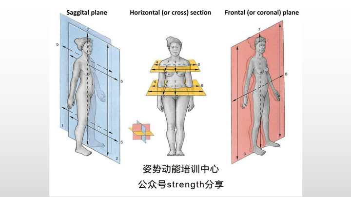运动解剖学,运动中的基本方位学习,解剖基本功 - 知乎