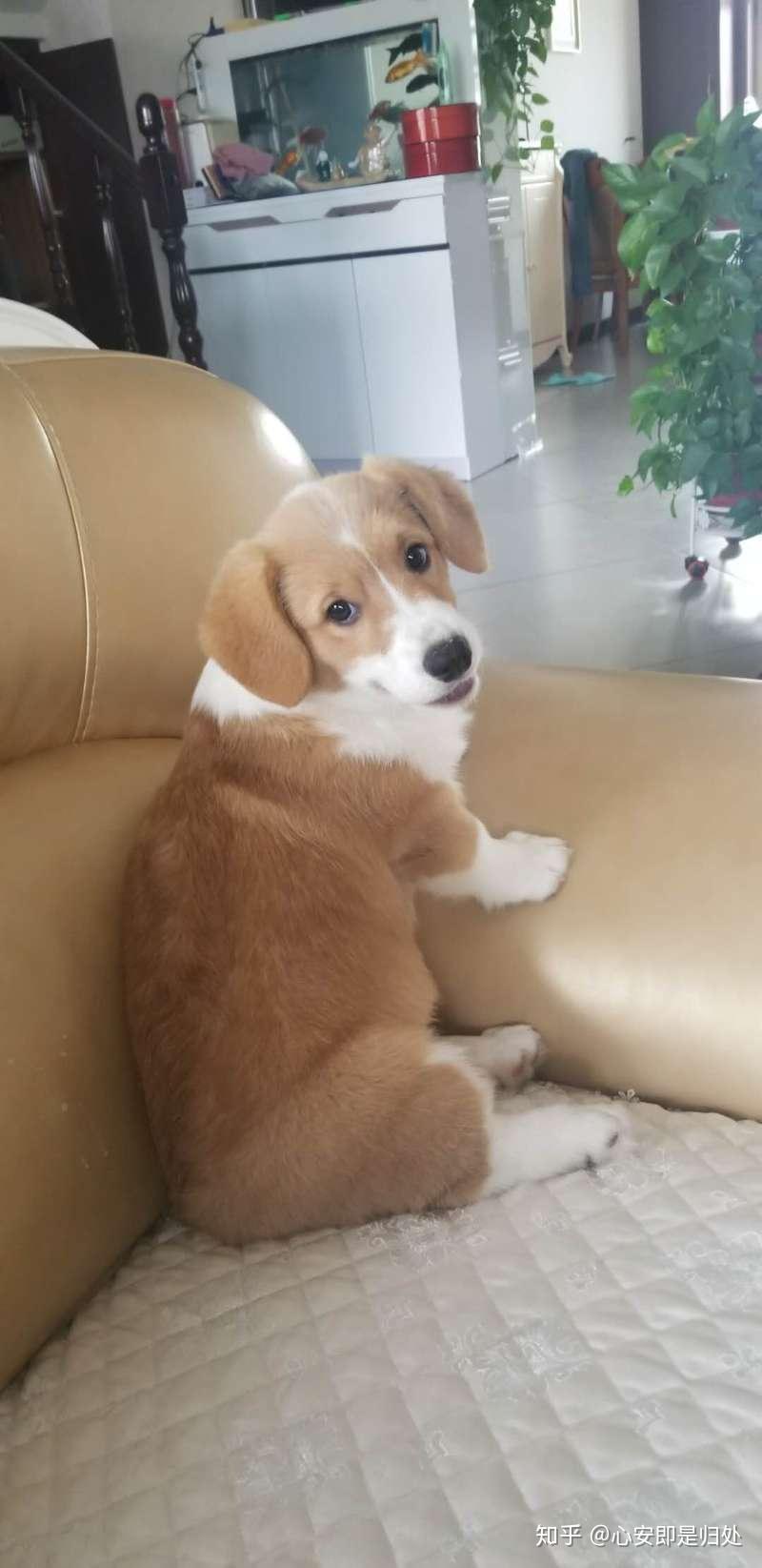 柯基串串能立耳嘛? - 知乎