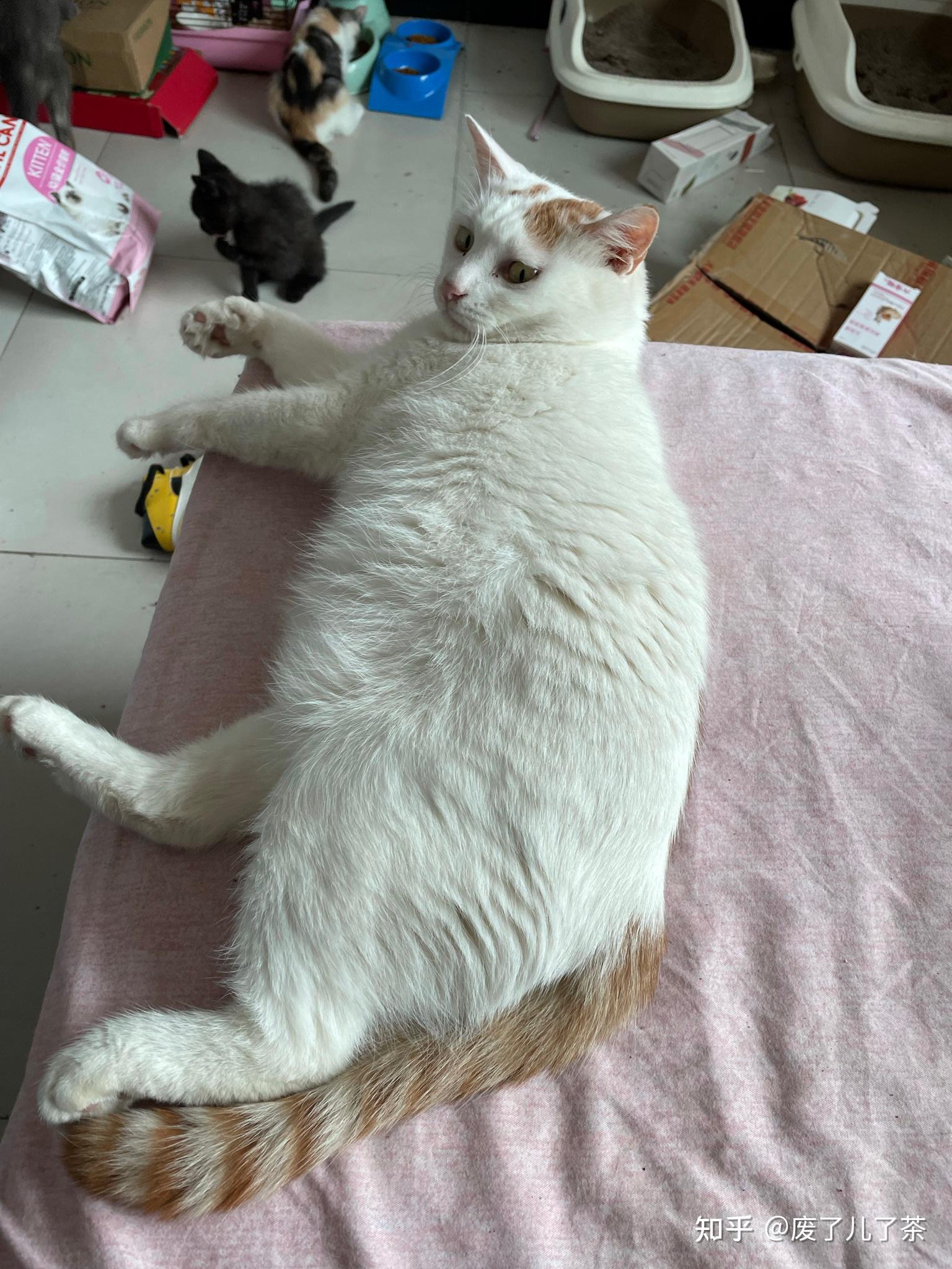 这是白猫和橘猫的串串吗? - 知乎