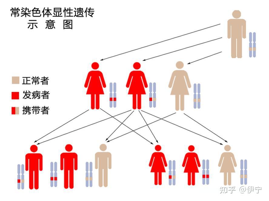 根据遗传理论,姑姑和侄女能有相同的遗传基因吗? - 知乎