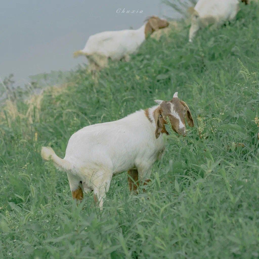 有什么美到极致的绿色壁纸?(绿色壁纸好看卡通动漫)