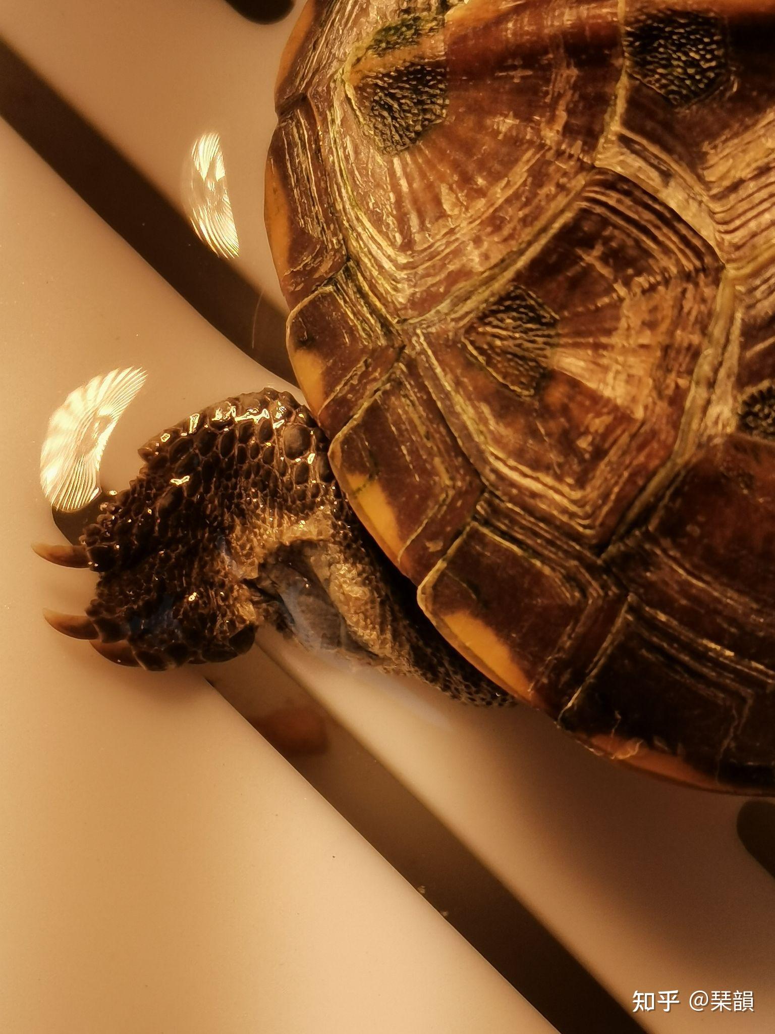 乌龟腿上有一大片发白怎么回事