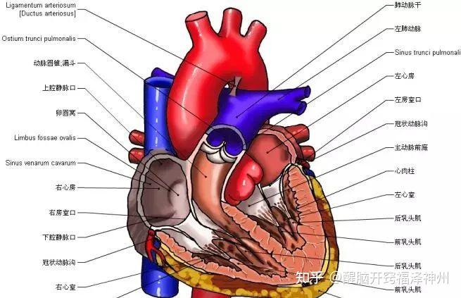 心脏解剖之右心室 - 知乎