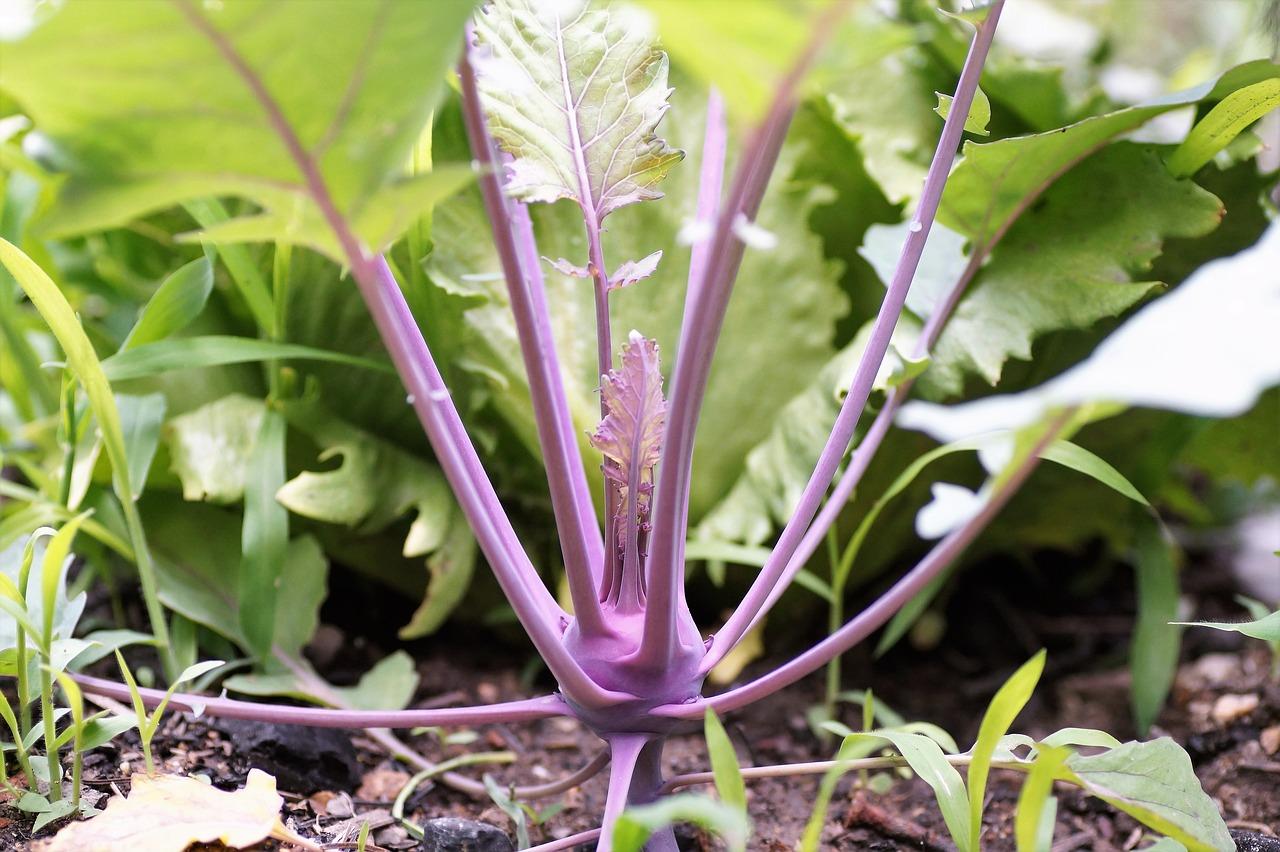 盆栽菜怎么种植